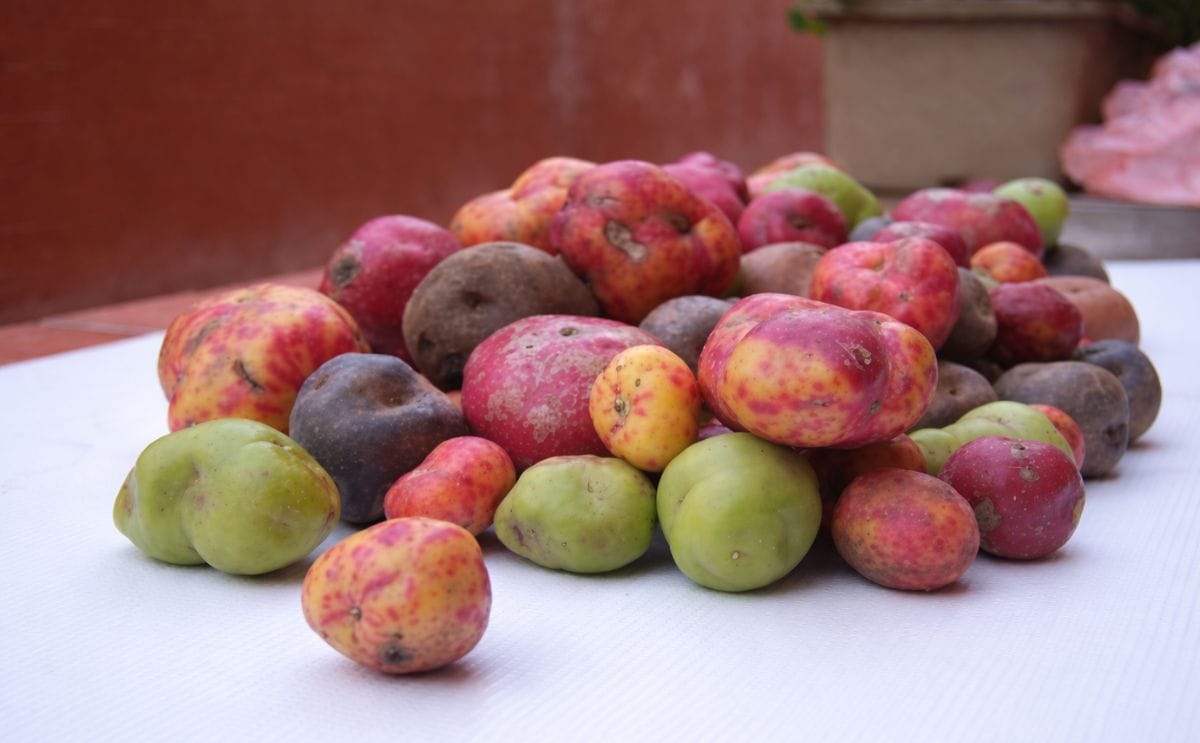 Perú: Crean asociación de guardianes de papa nativa