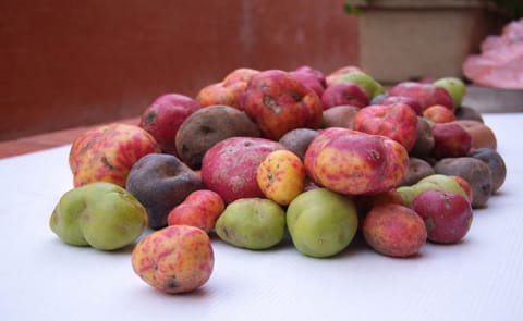 Perú: Crean asociación de guardianes de papa nativa Perú: Crean asociación de guardianes de papa nativa