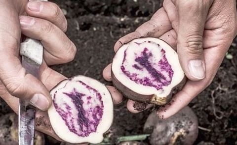 En esta conversación con Óscar Rene González, líder del proyecto 60 Nativas, conocerás papas que probablemente no sabías que existían y a un ser humano que le apuesta a lo nuestro. En esta conversación con Óscar Rene González, líder del proyecto 60 Nativas, conocerás papas que probablemente no sabías que existían y a un ser humano que le apuesta a lo nuestro.