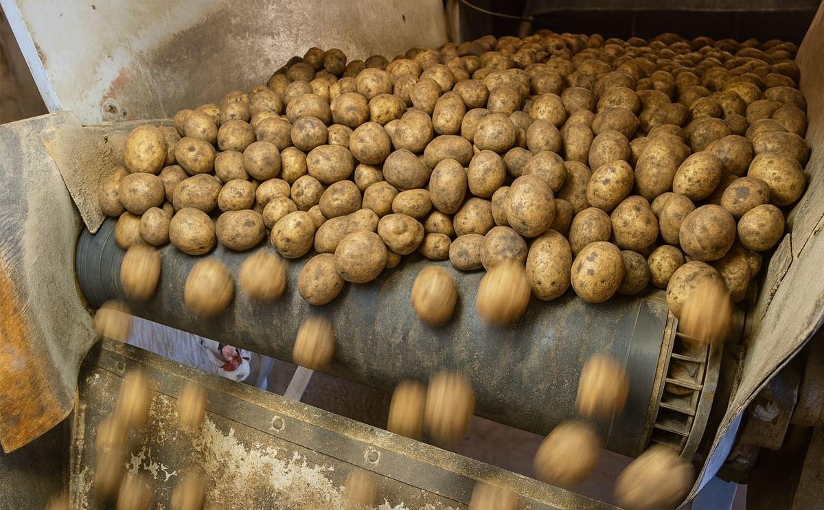 Prohíben entrada de papa fresca de Estados Unidos a México