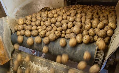 Prohíben entrada de papa fresca de Estados Unidos a México Prohíben entrada de papa fresca de Estados Unidos a México