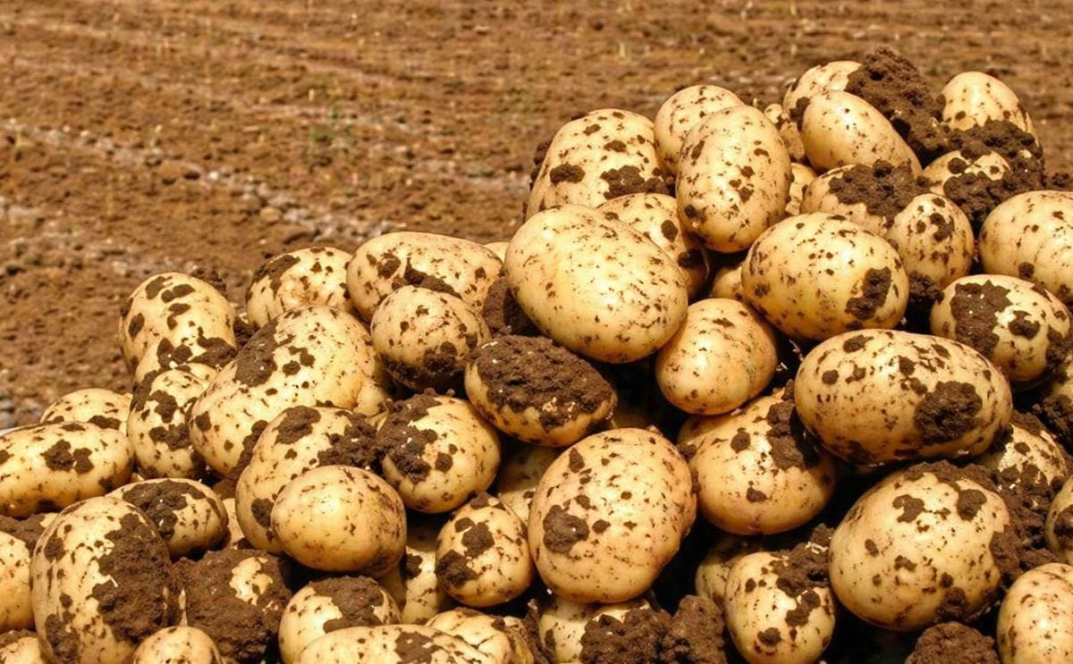 México no ha negociado la importación de papa de EE.UU.