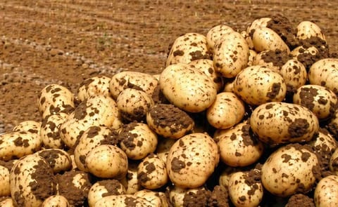 México no ha negociado la importación de papa de EE.UU. México no ha negociado la importación de papa de EE.UU.