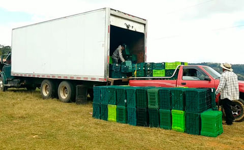 Cosecha de papa en Honduras Cosecha de papa en Honduras