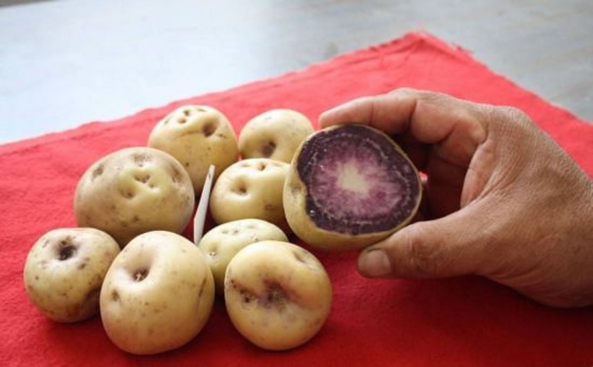 Tres componentes de las papas nativas que nos ayudan a estar sanos Tres componentes de las papas nativas que nos ayudan a estar sanos