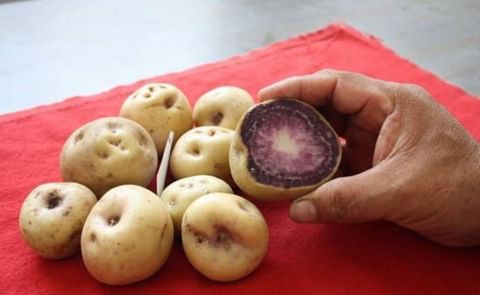 Tres componentes de las papas nativas que nos ayudan a estar sanos Tres componentes de las papas nativas que nos ayudan a estar sanos