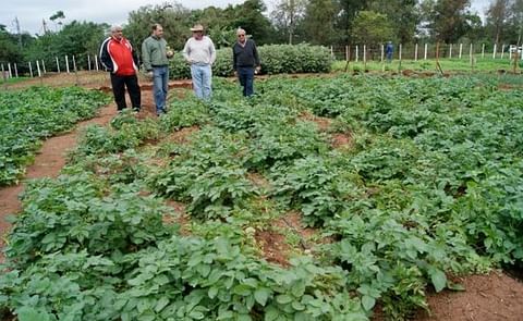 Con semilla argentina y capital privado, buscan reflotar producción de papa en Paraguay Con semilla argentina y capital privado, buscan reflotar producción de papa en Paraguay