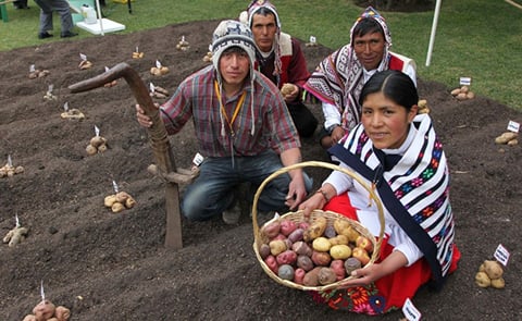Perú: Líder de producción de papa en América Latina.
Perú: Líder de producción de papa en América Latina.