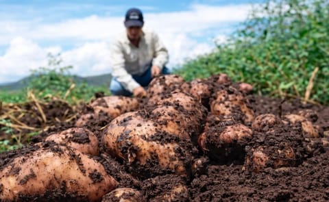 Anuncian en Nicaragua exitoso cultivo de papa en zona cálida Anuncian en Nicaragua exitoso cultivo de papa en zona cálida