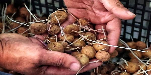 España: Apuesta lagunera por el consumo de las papas tinerfeñas.