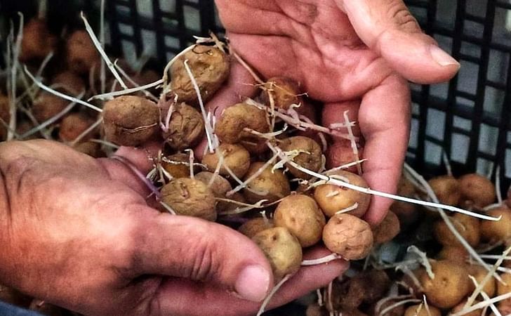Un agricultor tinerfeño se prepara para plantar papas locales. (Cortesía: María Pisaca) Un agricultor tinerfeño se prepara para plantar papas locales. (Cortesía: María Pisaca)