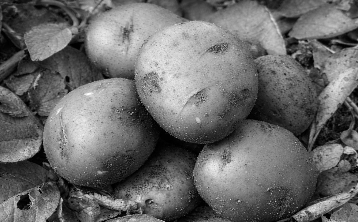 Fisiología y manejo de tubérculos semilla de papa