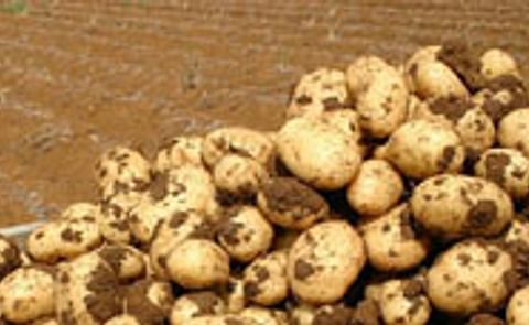 México no ha negociado la importación de papa de EE.UU. México no ha negociado la importación de papa de EE.UU.