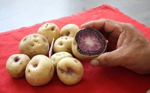 Tres componentes de las papas nativas que nos ayudan a estar sanos Tres componentes de las papas nativas que nos ayudan a estar sanos