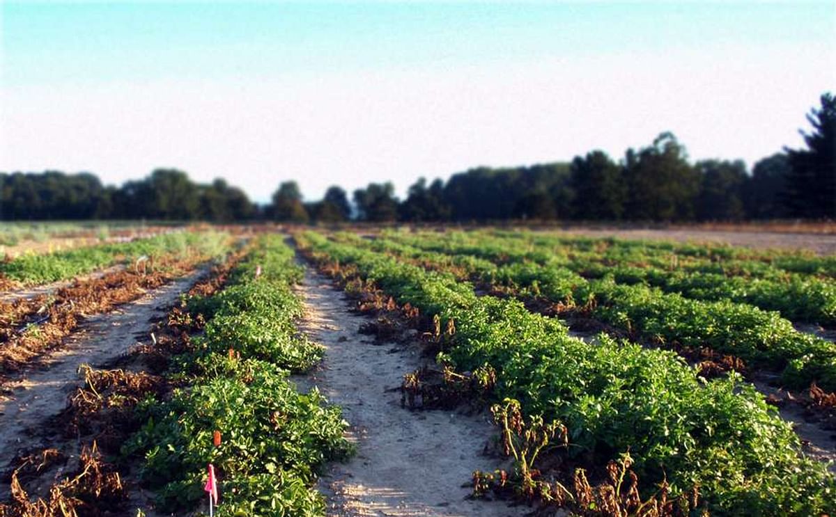 EEUU aprueba papa genéticamente modificada EEUU aprueba papa genéticamente modificada