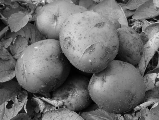 Fisiología y manejo de tubérculos semilla de papa