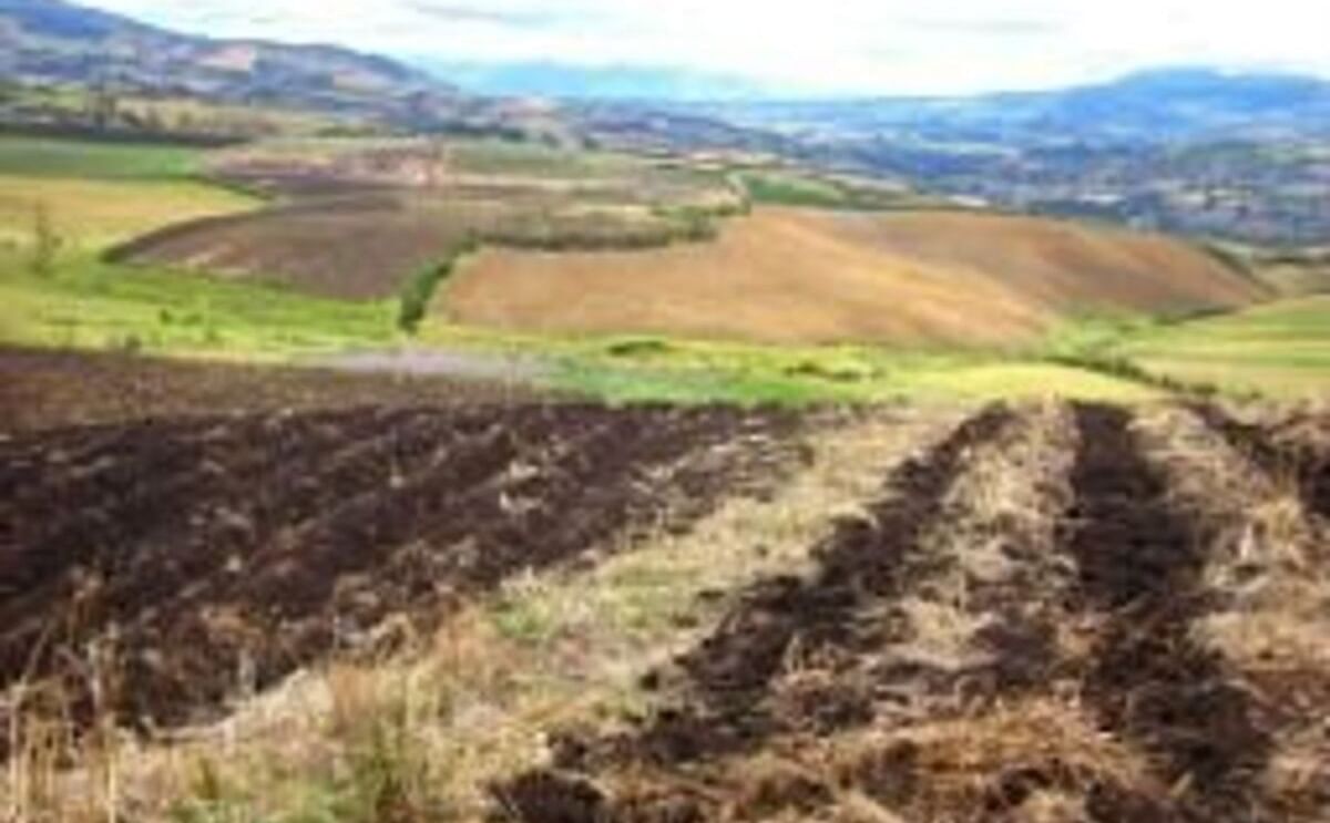 Sembrar papas en guachado requiere de mejoras agronómicas para reducir la pérdida de suelo Sembrar papas en guachado requiere de mejoras agronómicas para reducir la pérdida de suelo