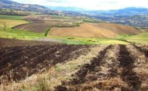 Sembrar papas en guachado requiere de mejoras agronómicas para reducir la pérdida de suelo Sembrar papas en guachado requiere de mejoras agronómicas para reducir la pérdida de suelo