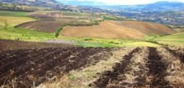 Sembrar papas en guachado requiere de mejoras agronómicas para reducir la pérdida de suelo