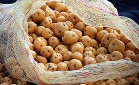 Una investigadora colombiana descubre una bacteria capaz de controlar la Rizoctoniasis de la papa Una investigadora colombiana descubre una bacteria capaz de controlar la Rizoctoniasis de la papa