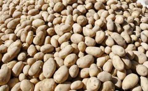 Costa Rica impulsará programa de producción de papa para industria y construirá planta de papa prefrita congelada Costa Rica impulsará programa de producción de papa para industria y construirá planta de papa prefrita congelada