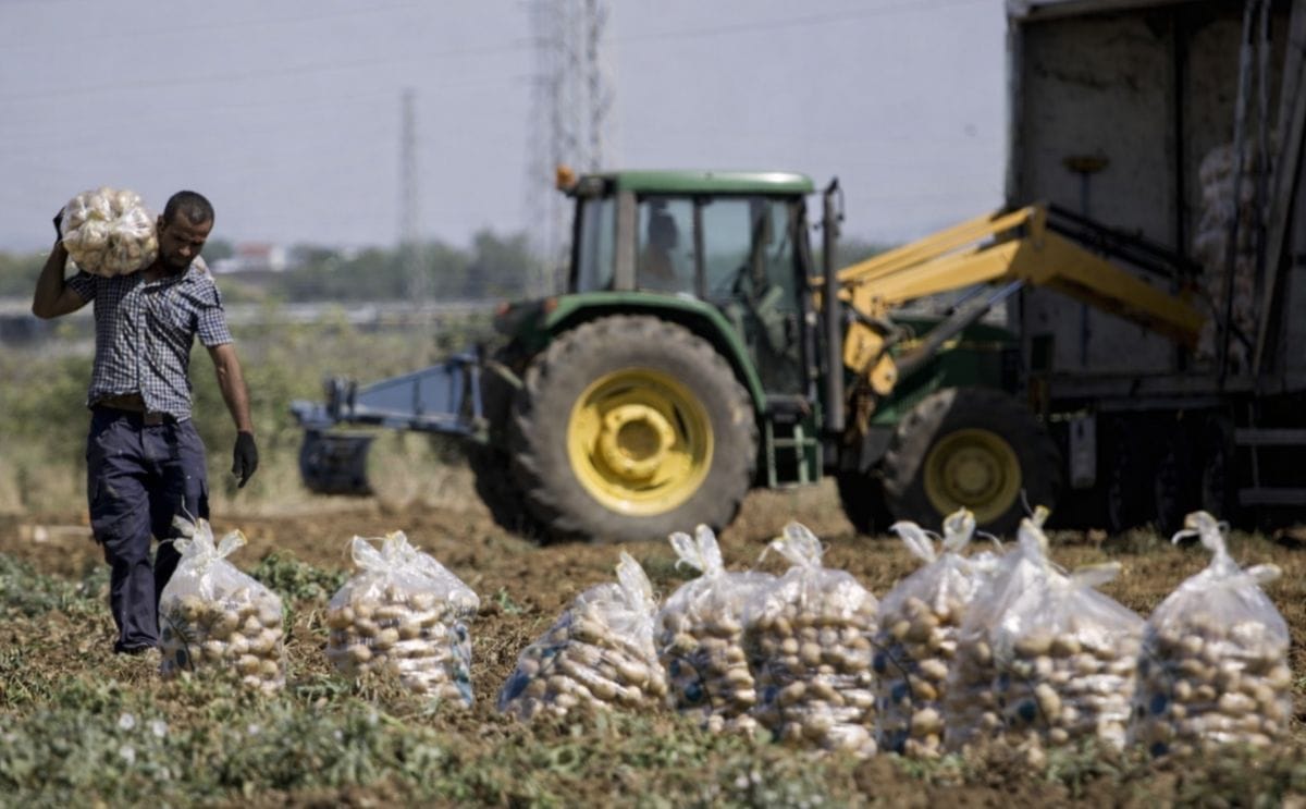 La patata francesa inunda el mercado español y tira los precios La patata francesa inunda el mercado español y tira los precios