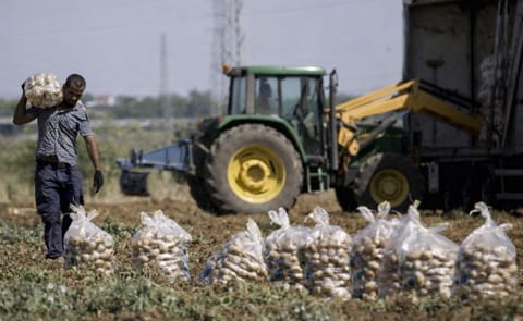 Un trabajador carga con un saco de patatas durante la recolecta en una finca de Brenes (Sevilla) en junio de 2015 / Paco Puentes Un trabajador carga con un saco de patatas durante la recolecta en una finca de Brenes (Sevilla) en junio de 2015 / Paco Puentes