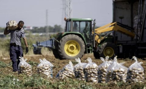 Un trabajador carga con un saco de patatas durante la recolecta en una finca de Brenes (Sevilla) en junio de 2015 / Paco Puentes Un trabajador carga con un saco de patatas durante la recolecta en una finca de Brenes (Sevilla) en junio de 2015 / Paco Puentes