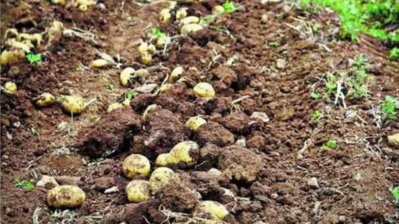 Las semillas criollas garantizan producción de papas en Venezuela