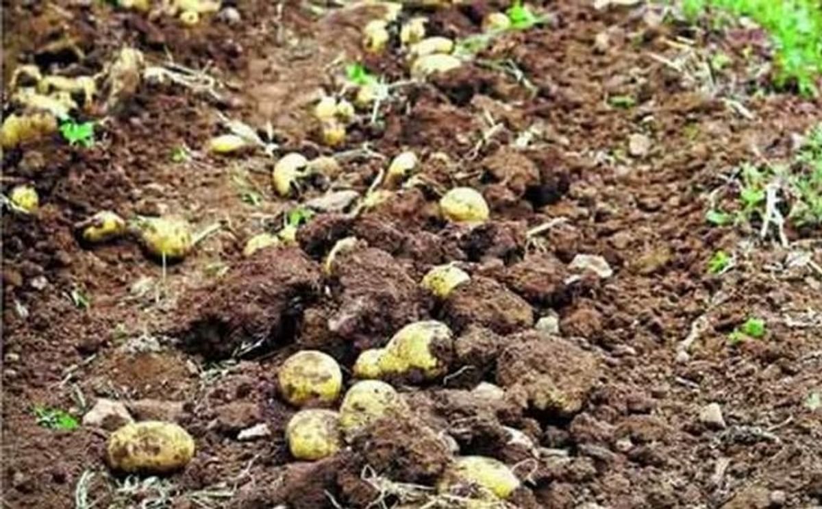 Las semillas criollas garantizan producción de papas en Venezuela