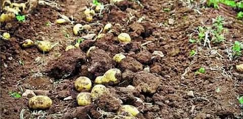 Las semillas criollas garantizan producción de papas en Venezuela