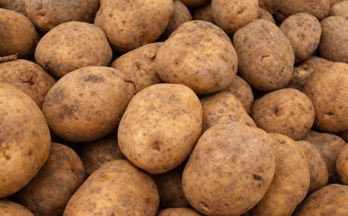 Venezuela: La papa registró un aumento de producción de más del 300%