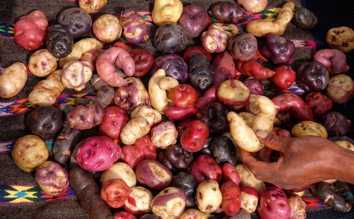 Experto francés estudia crecimiento de la papa bajo estrés hídrico