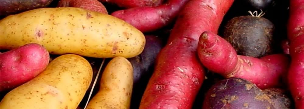 Chiloé: Papas nativas serán las protagonistas de su propio museo