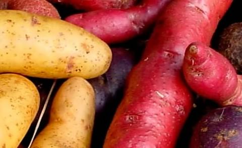 Chiloé: Papas nativas serán las protagonistas de su propio museo Chiloé: Papas nativas serán las protagonistas de su propio museo