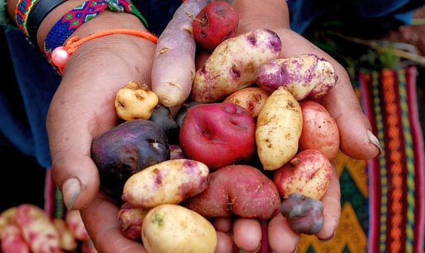 En Boyacá, Colombia florecieron 17 variedades de papa ancestral