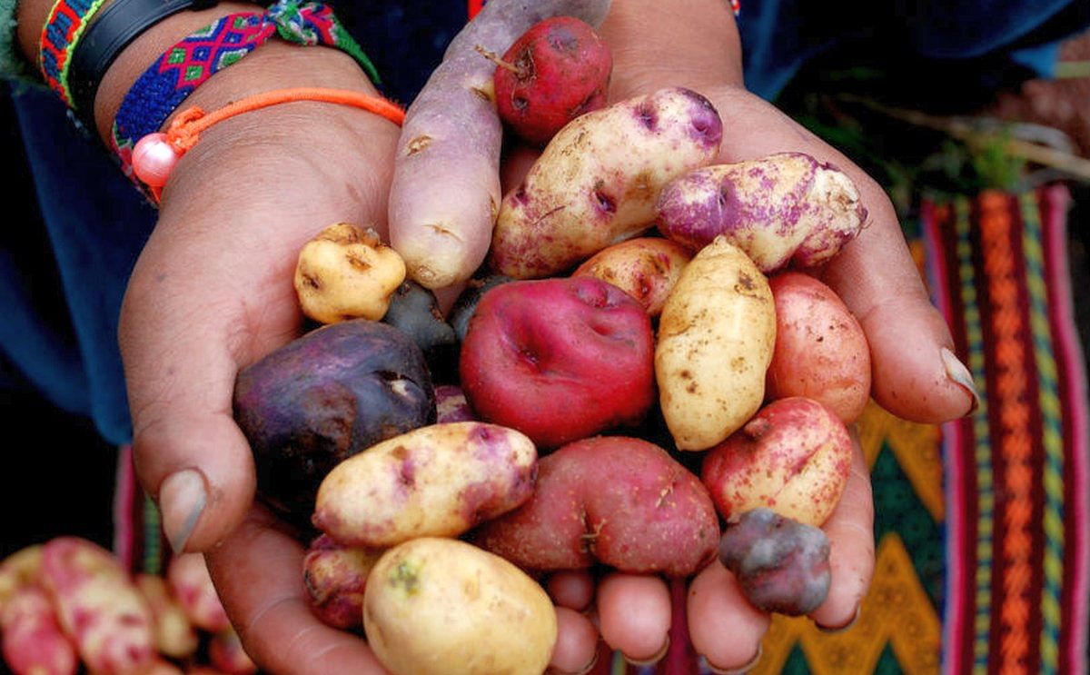 En Boyacá, Colombia florecieron 17 variedades de papa ancestral