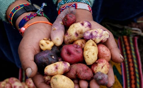 Papas ancestrales, una joya que los colombianos poco conocen Papas ancestrales, una joya que los colombianos poco conocen