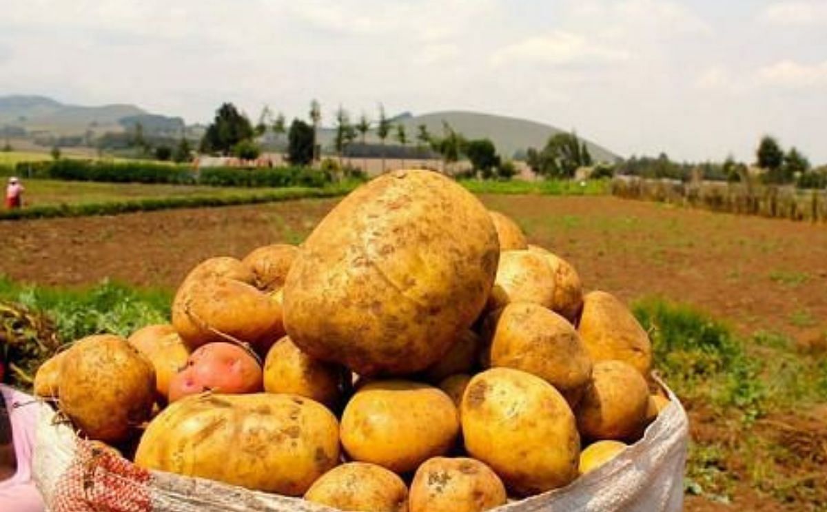 Papas andinas contra la malnutrición del mundo