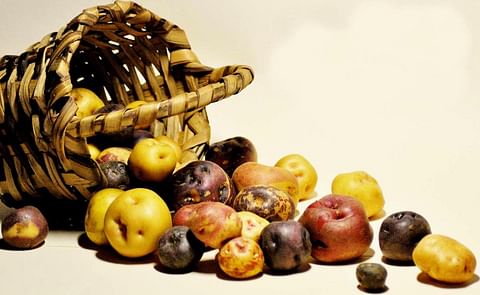 Tenerife, España: La Asociación de Desarrollo Rural Icod de los Trigos-San Juan de la Rambla apoya las movilizaciones en defensa de la papa local. Tenerife, España: La Asociación de Desarrollo Rural Icod de los Trigos-San Juan de la Rambla apoya las movilizaciones en defensa de la papa local.