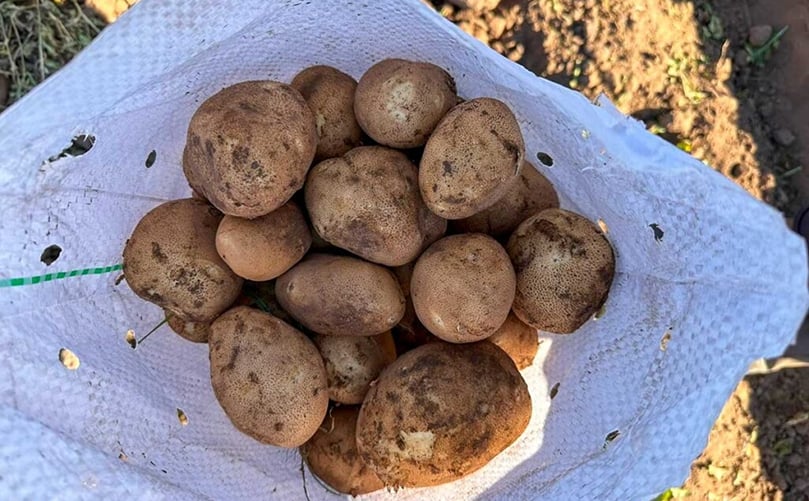 Patatas Patatas