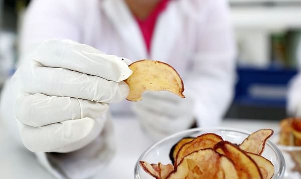 Chile: Investigadores cosechan las primeras papas chilotas sembradas en laboratorio