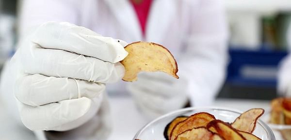 Chile: Investigadores cosechan las primeras papas chilotas sembradas en laboratorio