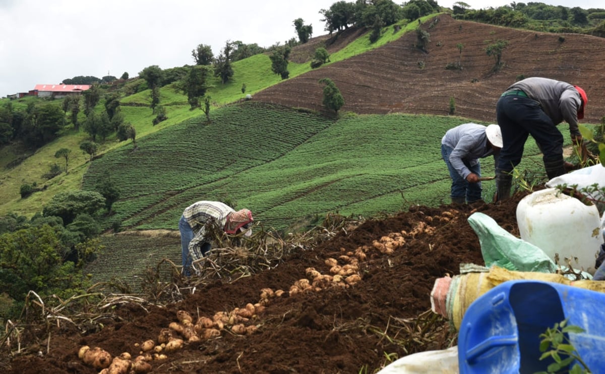 Costa Rica: se habilita la importación de papa de E.E.U.U Costa Rica: se habilita la importación de papa de E.E.U.U