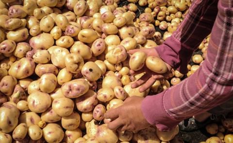 Campesinos de Boyacá, Colombia advierten posible desabastecimiento de papa. Campesinos de Boyacá, Colombia advierten posible desabastecimiento de papa.
