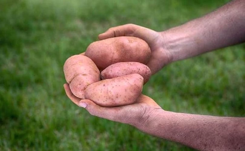 En el país se producen en promedio 21,5 millones de toneladas de papa al año. En el país se producen en promedio 21,5 millones de toneladas de papa al año.