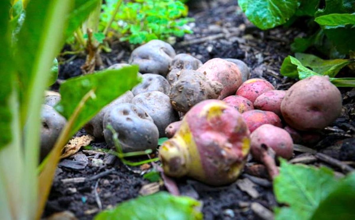 Colombia: Papas de colores, proyecto ancestral cultivado por manos campesinas en Sumapaz.