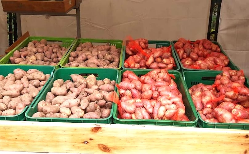 La siembra de estas papas se hace de manera orgánica por parte de los campesinos que habitan en la localidad de Sumapaz. La siembra de estas papas se hace de manera orgánica.