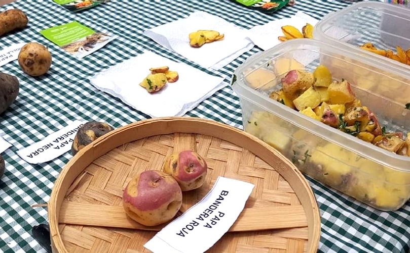 Con las papas de colores se pueden preparar diferentes opciones de recetas nutritivas y saludables. Con las papas de colores se pueden preparar diferentes opciones de recetas nutritivas y saludables.