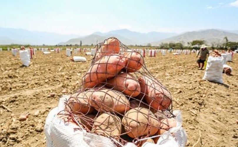 Potato cultivation has become a notable driver of regional and local economy in the producing areas. El cultivo de papa a nivel nacional se ha convertido en un notable impulsor de la economía regional.